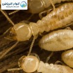 شركة مكافحة النمل الابيض بالخرج- رش مبيدات
