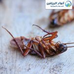 شركة مكافحة صراصير بالخرج