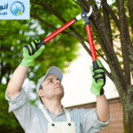 شركة قص اشجار بالرياض