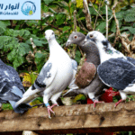 شركة مكافحه حمام بالاحساء