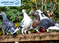 شركة مكافحه حمام بالاحساء