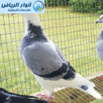 شركة تركيب طارد حمام بالرياض