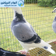 شركة تركيب طارد حمام بالرياض
